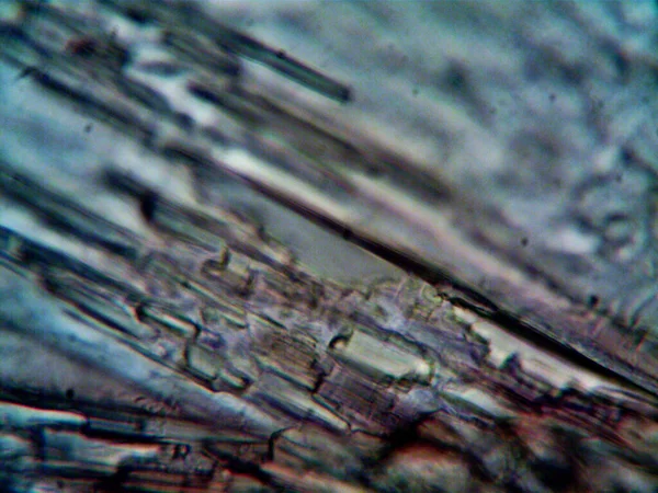 Çevrede Bulunan Pek Çok Şeyin Mikroskobik Fotoğrafı — Stok fotoğraf