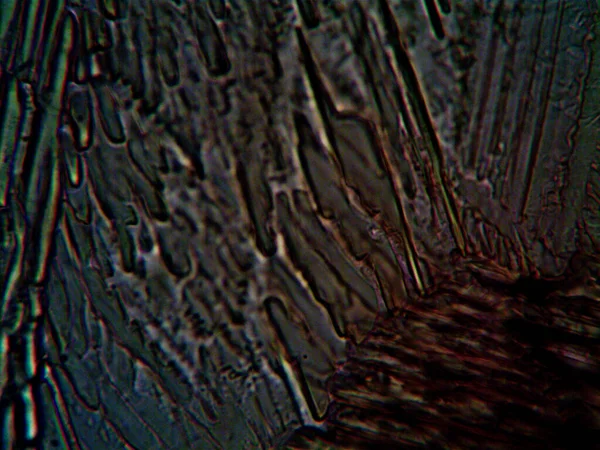 Çevrede bulunan pek çok şeyin mikroskobik fotoğrafı