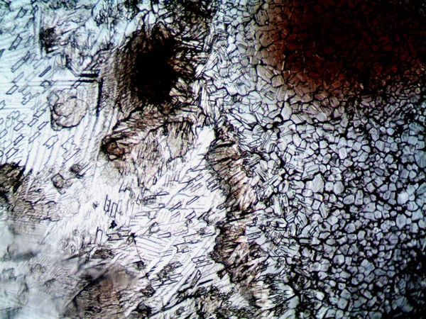 Çevrede bulunan pek çok şeyin mikroskobik fotoğrafı