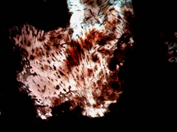 Çevrede bulunan pek çok şeyin mikroskobik fotoğrafı