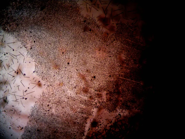 Çevrede bulunan pek çok şeyin mikroskobik fotoğrafı