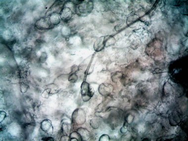 Çevrede bulunan pek çok şeyin mikroskobik fotoğrafı