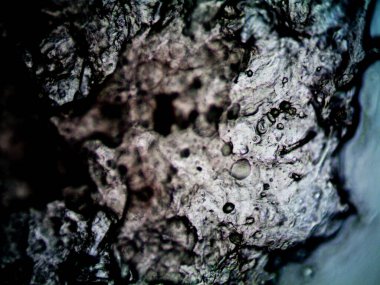 Çevrede bulunan pek çok şeyin mikroskobik fotoğrafı