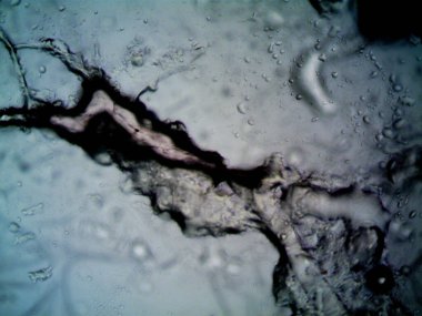 Çevrede bulunan pek çok şeyin mikroskobik fotoğrafı