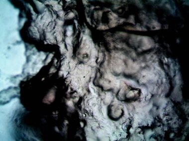 Çevrede bulunan pek çok şeyin mikroskobik fotoğrafı