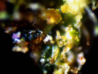 Kenevirin mikroskobik fotoğrafı. Limon Suyu ve Mor Limon İndirme