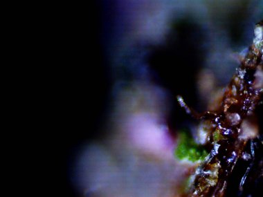 Kenevirin mikroskobik fotoğrafı. Limon Suyu ve Mor Limon İndirme