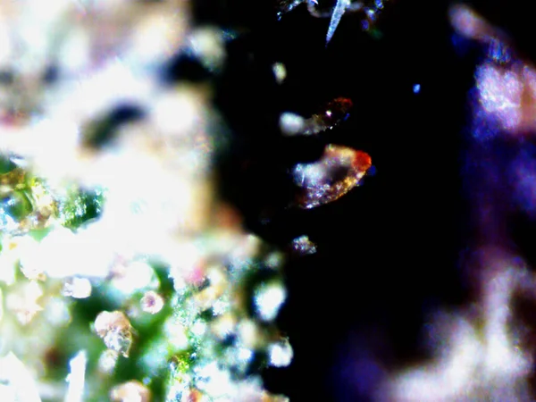 Kenevirin mikroskobik fotoğrafı. Limon Suyu ve Mor Limon İndirme