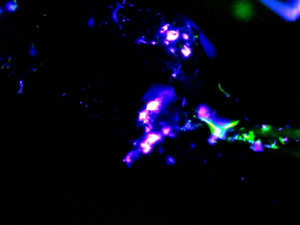 Düşük ışıklı mikroskobik fotoğraflar, çoğunlukla UV