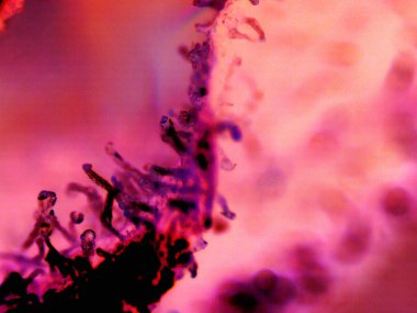 Esrarın mikroskobik fotoğrafı, otomatik limon kokarcası.