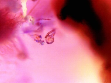 Esrarın mikroskobik fotoğrafı, otomatik limon kokarcası.