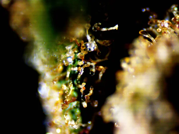 Mikroskopijne Zdjęcie Marihuany Auto Skunks Cytrynowy — Zdjęcie stockowe