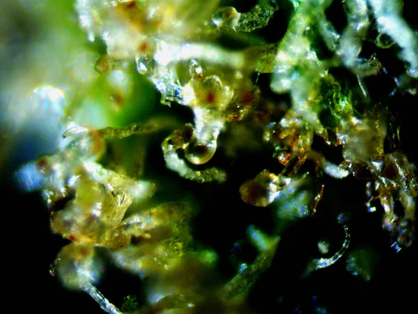 Foto Microscópica Cannabis Zorrillo Limón Auto — Foto de Stock