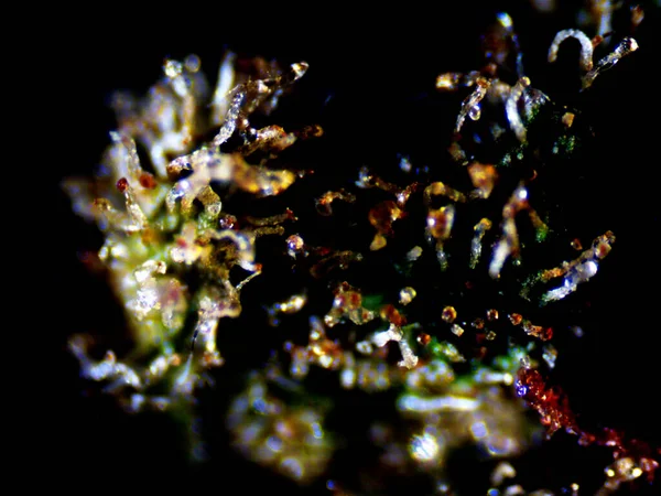 Microscopic Photo Cannabis Auto Lemon Skunk — Stock Photo, Image