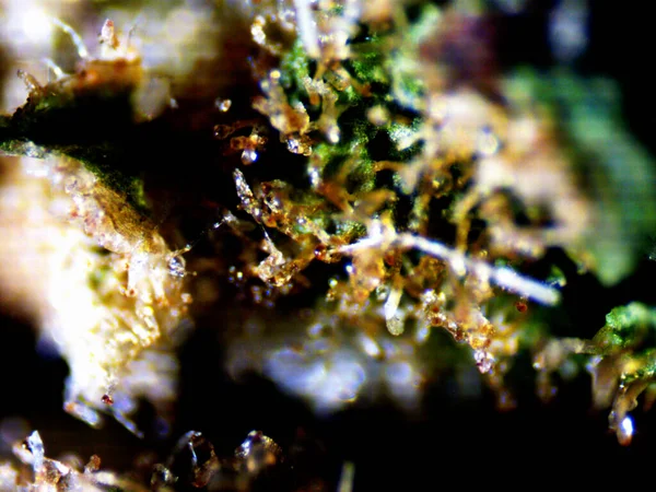 Microscopic Photo Cannabis Auto Lemon Skunk — Stock Photo, Image