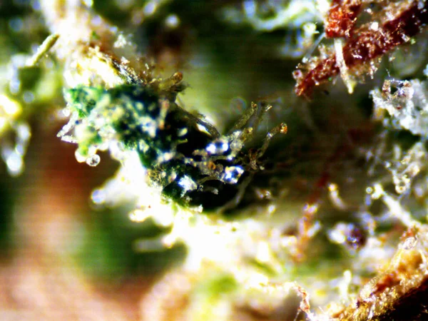 Mikroszkopikus Fotó Kannabisz Auto Citrom Borz — Stock Fotó