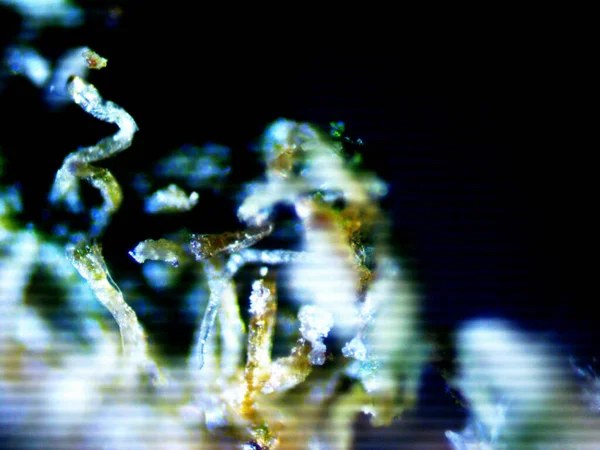 Esrarın mikroskobik fotoğrafı, otomatik limon kokarcası.