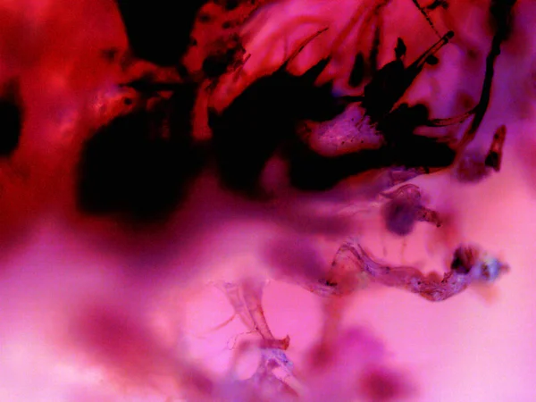 Esrarın mikroskobik fotoğrafı, otomatik limon kokarcası.