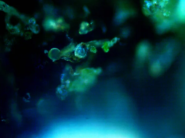 현미경으로 대마초의 자동차 레몬스 — 스톡 사진