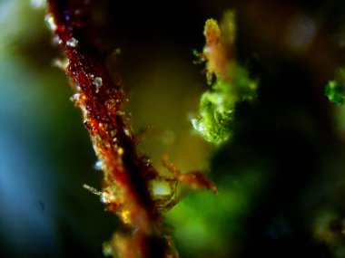 Esrarın mikroskobik fotoğrafı, otomatik limon kokarcası.