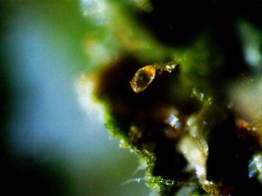 Esrarın mikroskobik fotoğrafı, otomatik limon kokarcası.