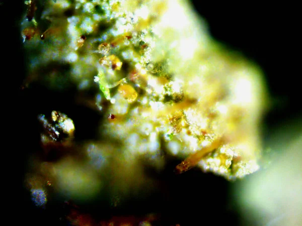 Esrarın mikroskobik fotoğrafı, otomatik limon kokarcası.