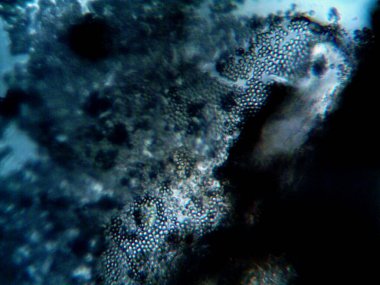 Etrafta yaşayan mikroorganizmaların mikroskobik fotoğrafı