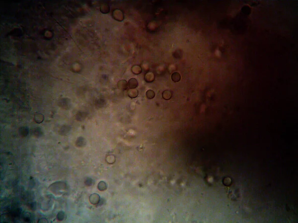 Микроскопическая Фотография Микроорганизмов Живущих Вокруг — стоковое фото