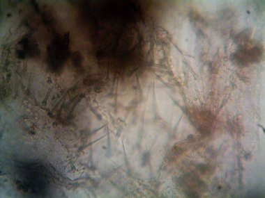 Renkli kristaller, mineraller, benim tarafımdan çıkarıldı.