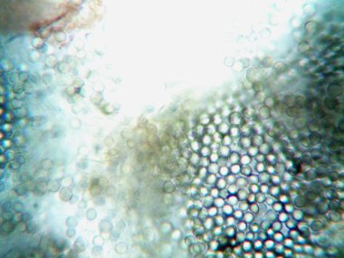 Ev yapımı mikroorganizmaların mikroskobik fotoğrafı