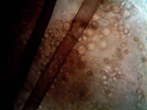 Mikroskopie Fotografie Oranismu Kterou Jsem Našel — Stock fotografie