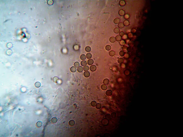 Microscopische Foto Van Zelfgemaakte Micro Organismen — Stockfoto
