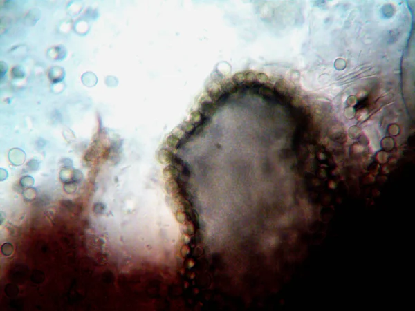 Microscopic Photo Home Made Microorganisms — Stock Photo, Image