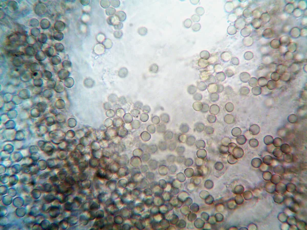 Мікроскопічна Фотографія Домашніх Мікроорганізмів — стокове фото