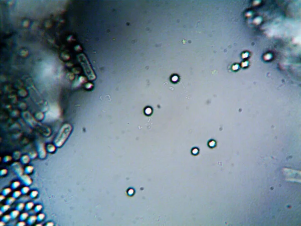 Mikroskopisches Foto Hausgemachter Mikroorganismen — Stockfoto