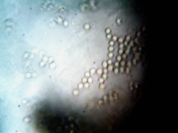 현미경으로 생물을 만들었다 — 스톡 사진