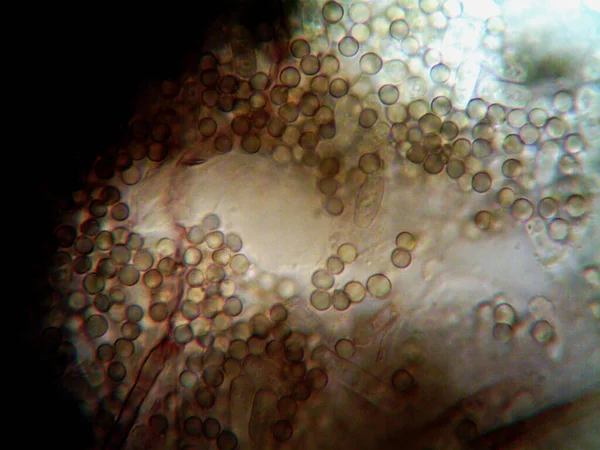 Foto Microscopica Microrganismi Fatti Casa — Foto Stock