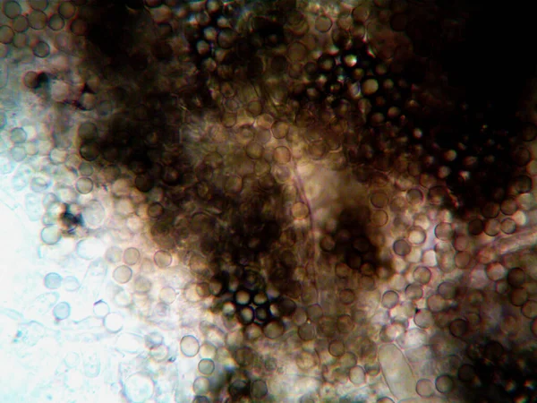 Mikroskopická Fotografie Domácích Mikroorganismů — Stock fotografie