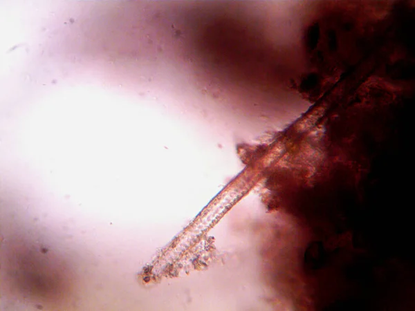 家で作られた微生物の顕微鏡写真 — ストック写真