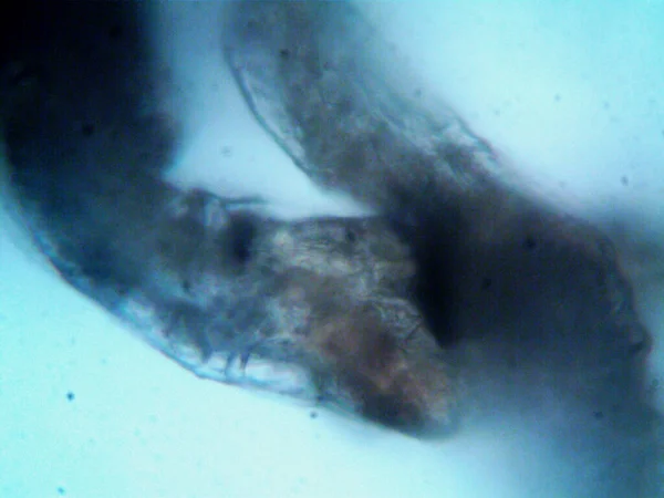 현미경으로 생물을 만들었다 — 스톡 사진