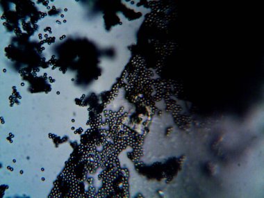 Ev yapımı mikroorganizmaların mikroskobik fotoğrafı