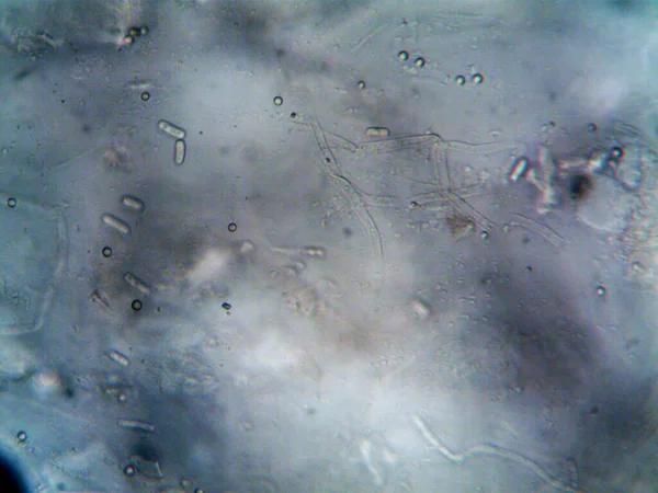 Yapımı Mikroorganizmaların Mikroskobik Fotoğrafı — Stok fotoğraf