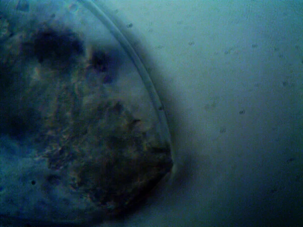 Ev yapımı mikroorganizmaların mikroskobik fotoğrafı