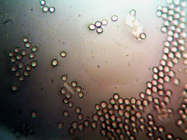 Foto Microscópica Microorganismos Caseros — Foto de Stock