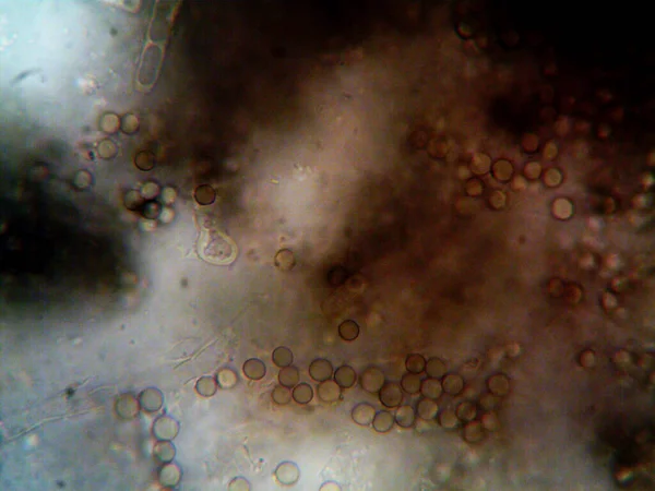 Мікроскопічна Фотографія Домашніх Мікроорганізмів — стокове фото