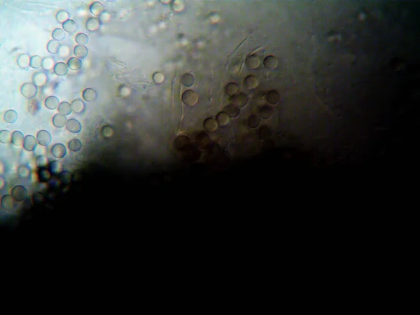 家で作られた微生物の顕微鏡写真 — ストック写真