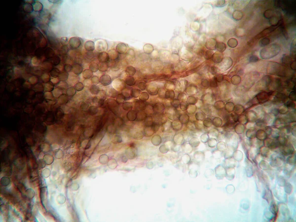 Microscopy Фото Оранжизма Найденное Мной — стоковое фото