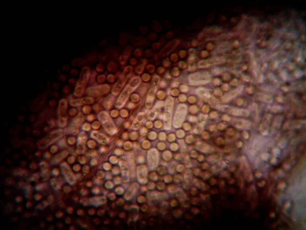 Microscopia Foto Oranismo Encontrado Por Mim — Fotografia de Stock