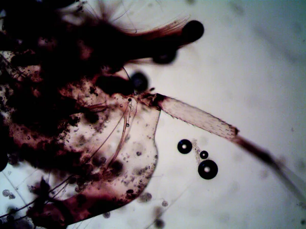 Microscopia Foto Oranismo Encontrado Por Mim — Fotografia de Stock