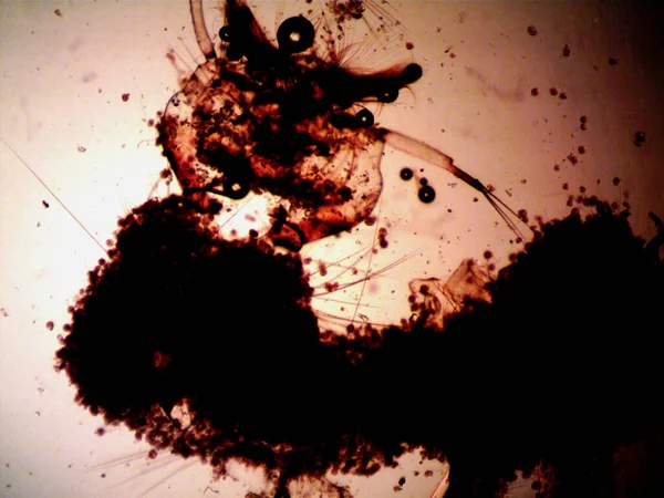 Microscopy Фото Оранжизма Найденное Мной — стоковое фото
